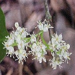 Amyris balsamifera